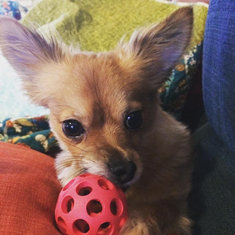 Sara Dellinger's dog